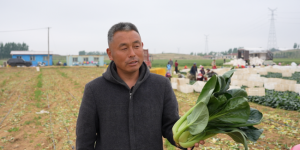 一肥六效，鲁花花生肽肥的化肥替代之路 ——在田间地头实地探访鲁花花生肽肥六大“超能力”