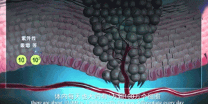 华夏源免疫细胞存储：癌前病变到癌症的发生过程，如何预防？