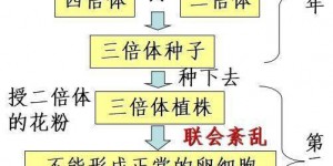 杂交育种与诱变育种方法