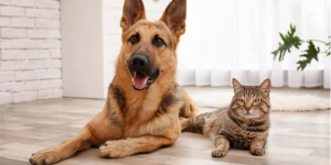 宠智灵宠物AI大模型赋能多宠识别管理场景全覆盖