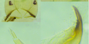 上海发现神秘生物！中国从未记录！会咬人吗？官方回应！