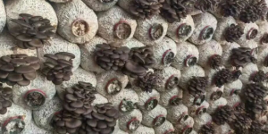 甘肃临洮：小小蘑菇奏响冬日“致富曲”