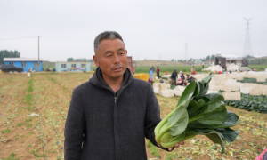 一肥六效，鲁花花生肽肥的化肥替代之路 ——在田间地头实地探访鲁花花生肽肥六大“超能力”