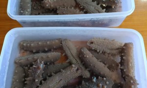 宫品海参代发泡，省时省力获点赞