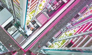 1.3万亿斤以上，连续9年的丰收答卷