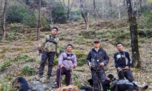 60万元打300头野猪 “野猪猎人”成新职阿