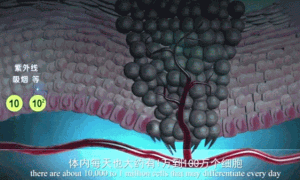 华夏源免疫细胞存储：癌前病变到癌症的发生过程，如何预防？