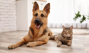 宠智灵宠物AI大模型赋能多宠识别管理场景全覆盖