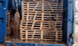 痛失爱猫后，这个90后上海姑娘只身前往佛山暗访偷猫产业链！已拦截15辆运猫车