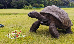 全球最长寿乌龟度过191岁生日：预计还能再活100年！