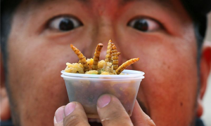 蚂蚁吃起来是什么味道 云南人说又酸又脆