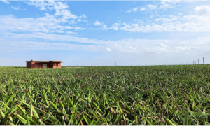 构建全周期产业护航体系，平安银行贷款打通乡村振兴堵点