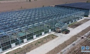 乡村振兴丨抢抓好时节 按下中药材种植“快进键”