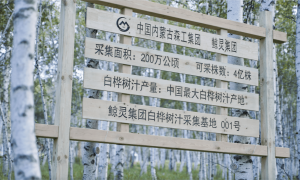 内蒙古森工集团怎么样？ 鲸灵携手森工集团打造健康养生风向标