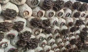 甘肃临洮：小小蘑菇奏响冬日“致富曲”