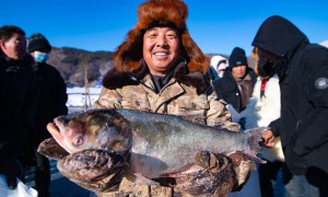 冬捕头鱼重达36斤  河北围场县“冷资源”变身“热产业”