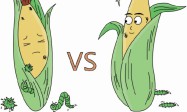 抗虫作物所生产的食品更健康，什么是抗虫作物所